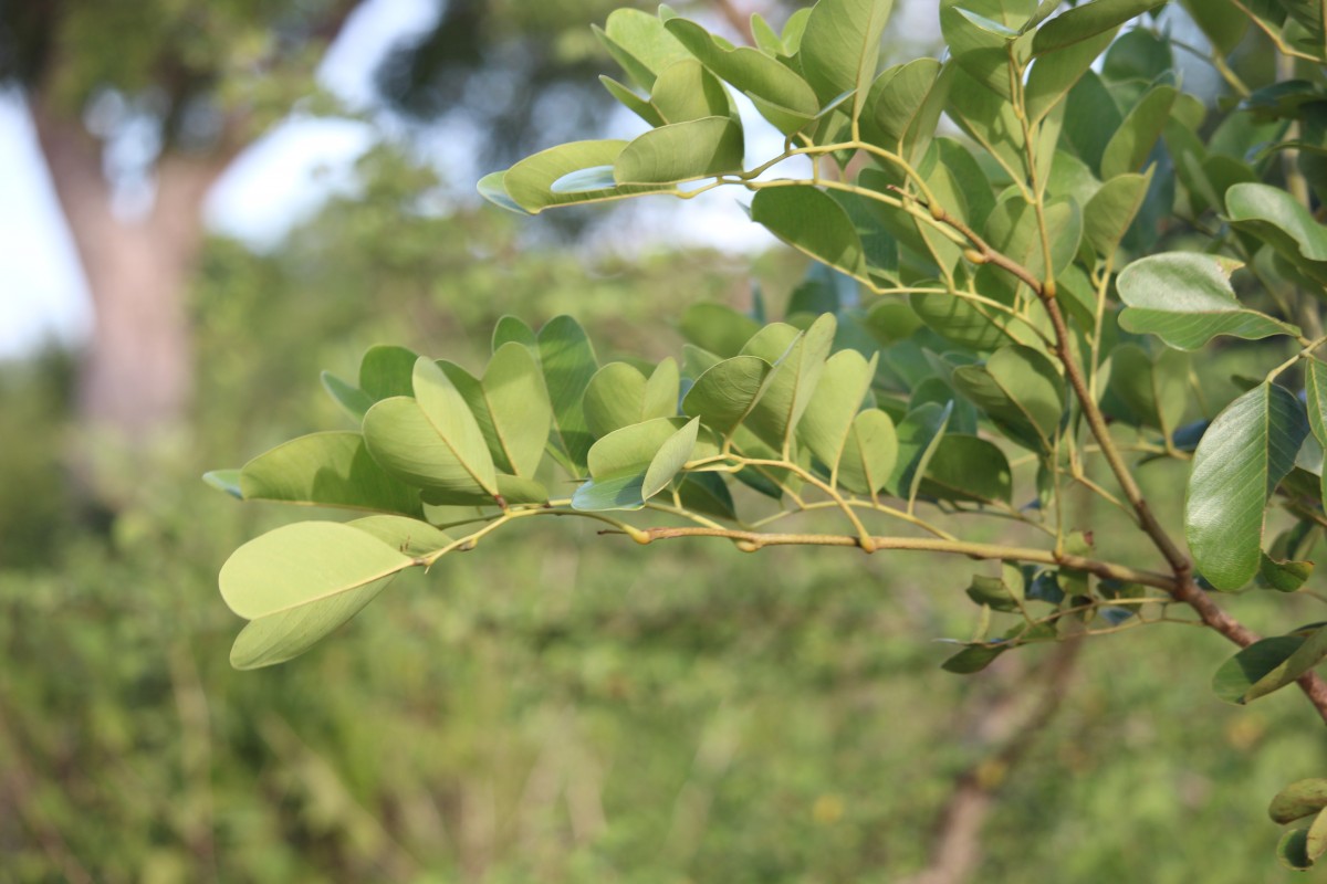 Pterocarpus marsupium Roxb.